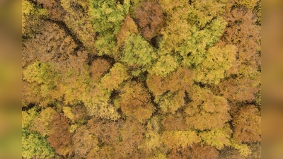 Im hessischen Staatswald fallen jedes Jahr rund 600.000 Tonnen Laub zu Boden. (Foto: Urs Brandes/HessenForst)