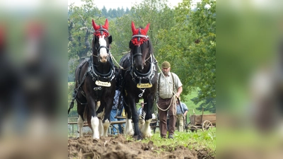 Kaltblutpferde bei der Feldarbeit. (Foto: Hofmann)