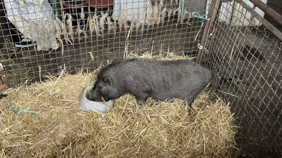 Das Hängebauschwein ist nach Wochen in der Solling-Wildnis wieder wohlbehalten in einem Stall. (Foto: Kreisveterinäramt Holzminden)