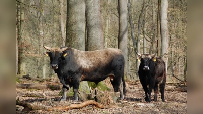 Auerochse und Kuh im Hutewald. (Foto: Naturpark Solling-Vogler)