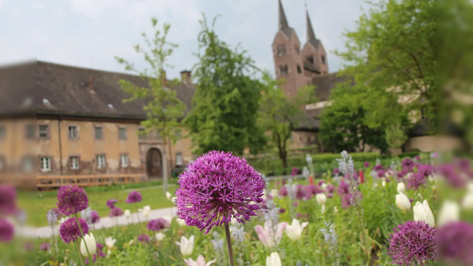 Ab fünf für fünf Euro durch den Remtergarten am Schloss Corvey schlendern: Gerade blüht dort der Kugellauch in blau-lila Bällen. Auch die ersten Rosenknospen haben sich geöffnet. (Foto: LGS Höxter/Puls)