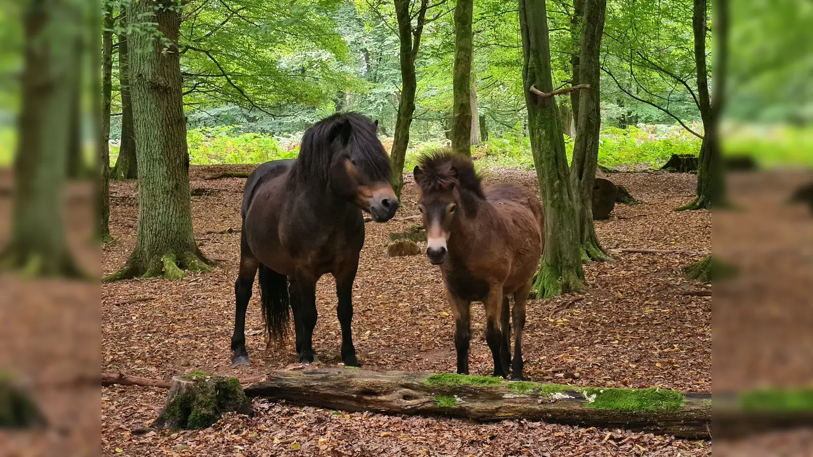 Mit etwas Glück haben Besucher die Gelegenheit, die Weidetiere im Hutewald zu beobachten, so wie diese zwei Ponys. (Foto: Naturpark)